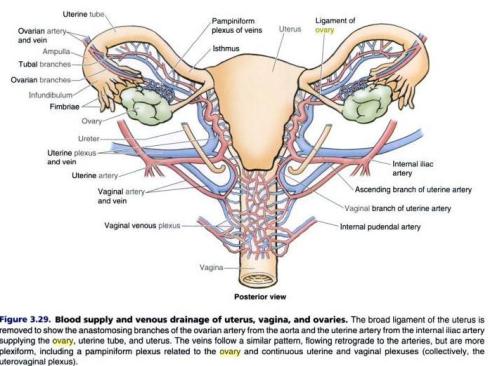 blood-supply-uterus-vagina-ovary-uterine-tube
