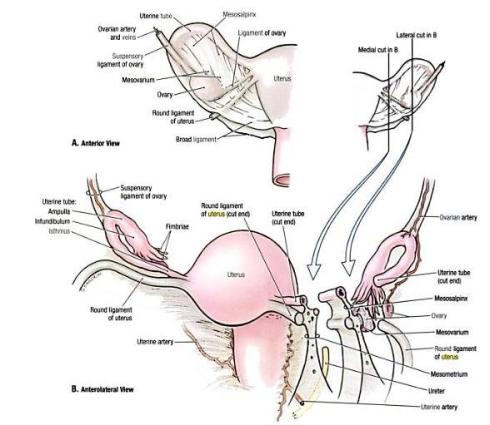 Ligament relations of Uterus & Uterine tube