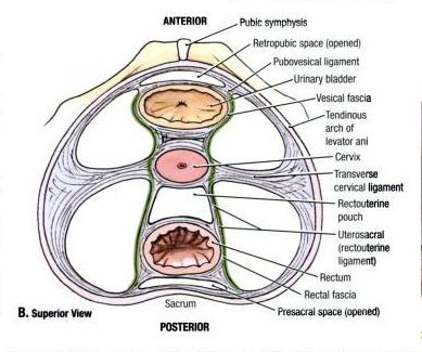ligaments-of-female-pelvis-ct