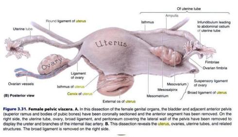 peritoneal-relations-of-uterus-uterine-tube-ovary