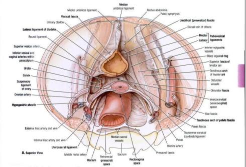 Pouces and ligaments/Topography of Female Pelvis